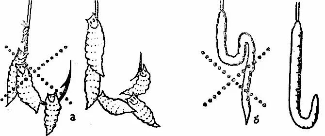 Как правильно насаживать опарыша на крючок. Правильно насаживать червя на крючок. Как насадить опарыша на крючок для плотвы. Как насаживать червя и опарыша на крючок. Как правильно насаживать опарыша на крючок при ловле плотвы.