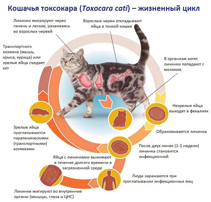 Жизненный цикл токсокары кошачьей. Аскарида Кошачья жизненный цикл. Токсокароз кошек цикл развития. Кошачьи глисты токсокара. Деменция у кошек