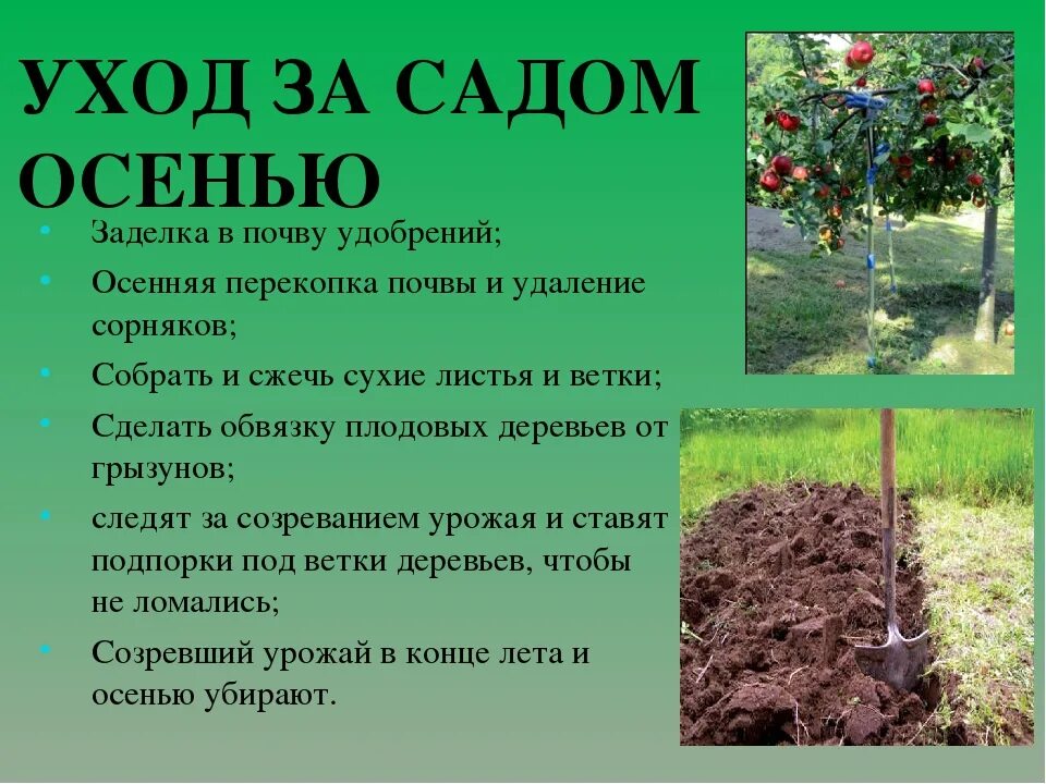 Правила уход за растения садовыми. Осенняя обработка почвы. Правила ухода за деревьями. Почва в саду. Какие работы проводить в саду в апреле