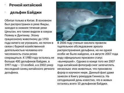 Почему дельфины в красной книге