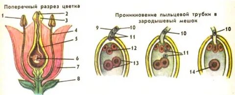 Яйцеклетка в цветке расположена