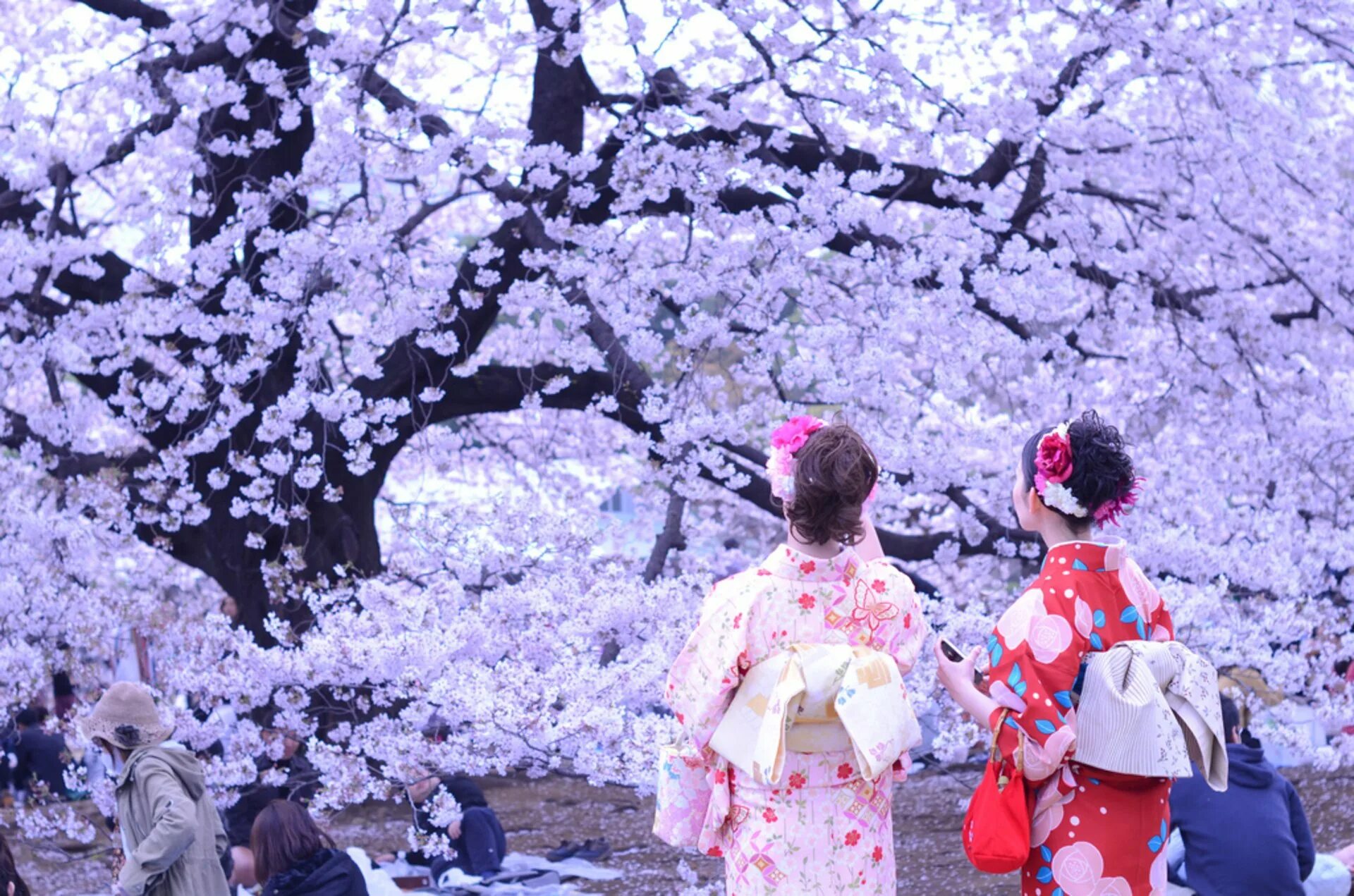 Праздник цветения Сакуры в Японии. Фестиваль цветения Сакуры в Японии. Ханами – любование сакурой в Японии. Цветение Сакуры в Токио.