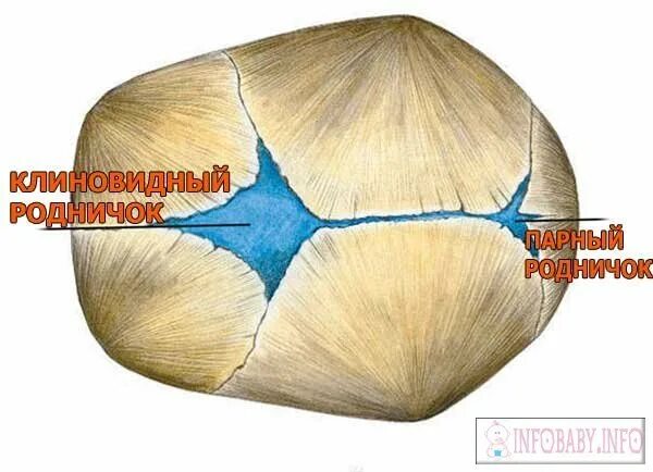 Родничку 1 3 на 1 3. Клиновидный Родничок у новорожденных. Большой и малый Родничок у новорожденного. Форма большого родничка у новорожденного. Малый Родничок у новорожденных расположен.
