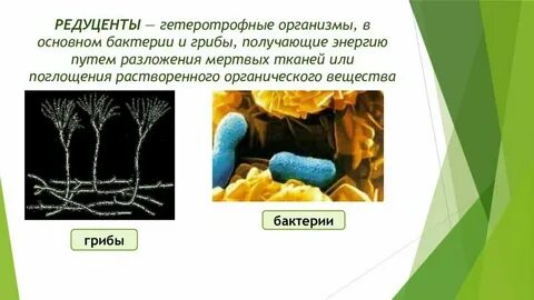 Редуценты разлагают органические вещества