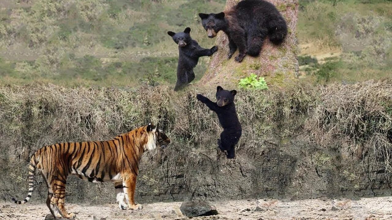 Амурский тигр против. Гималайский медведь против тигра. Медведь Гризли против тигра. Медведь губач против тигра. Бурый медведь против тигра.