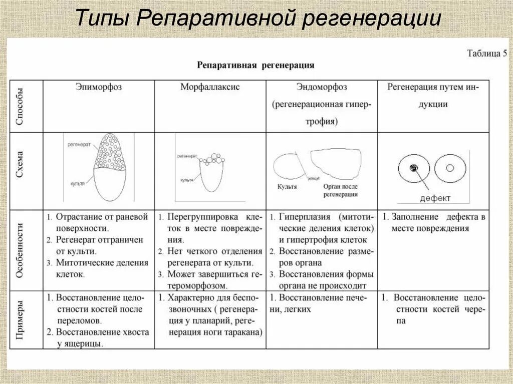 Репаративная регенерация таблица. Таблица классификация регенерации. Виды и формы регенерации. Формы (способы) репаративной регенерации.