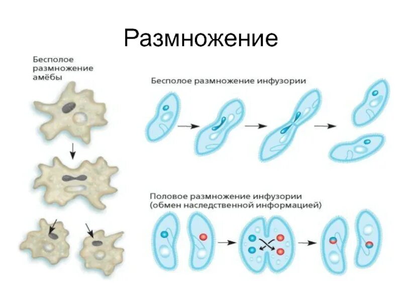 Зарисуйте циклы развития одноклеточных организмов. Половое размножение амебы. Циклы развития одноклеточных организмов рисунок. Циклы размножения одноклеточных. Простейшие примеры биология