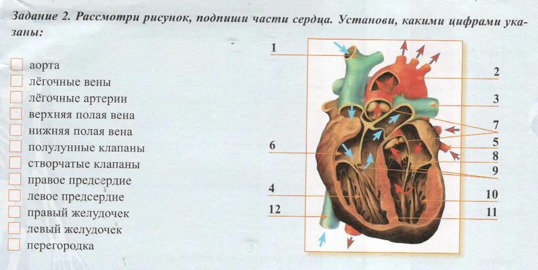 На рисунке изображено строение сердца. Строение сердца с цифрами. Название частей сердца. Сердце подписать части. Наименование отделов сердца.