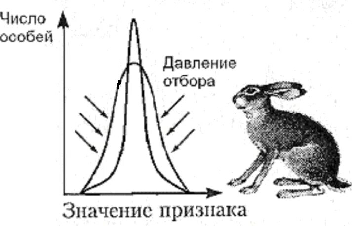 Определите по рисунку направления эволюции обоснуйте свой. Стабилизирующий отбор схема. Формы естественного отбора схема. Стабилизирующий отбор заяц. Стабилизирующий отбор заяц уши.