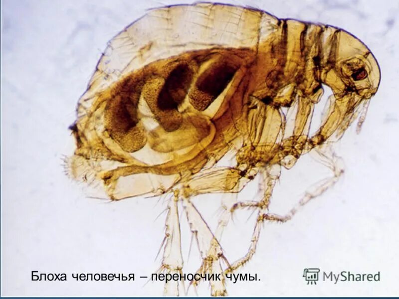 Блоха чума. Крысиная блоха Xenopsylla cheopis.