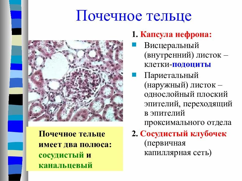 Висцеральный листок капсулы клубочка эпителий. Однослойный плоский эпителий капсул почечных Телец. Эпителий капсулы нефрона. Клетки наружного листка капсулы нефрона. Почечное тельце почки