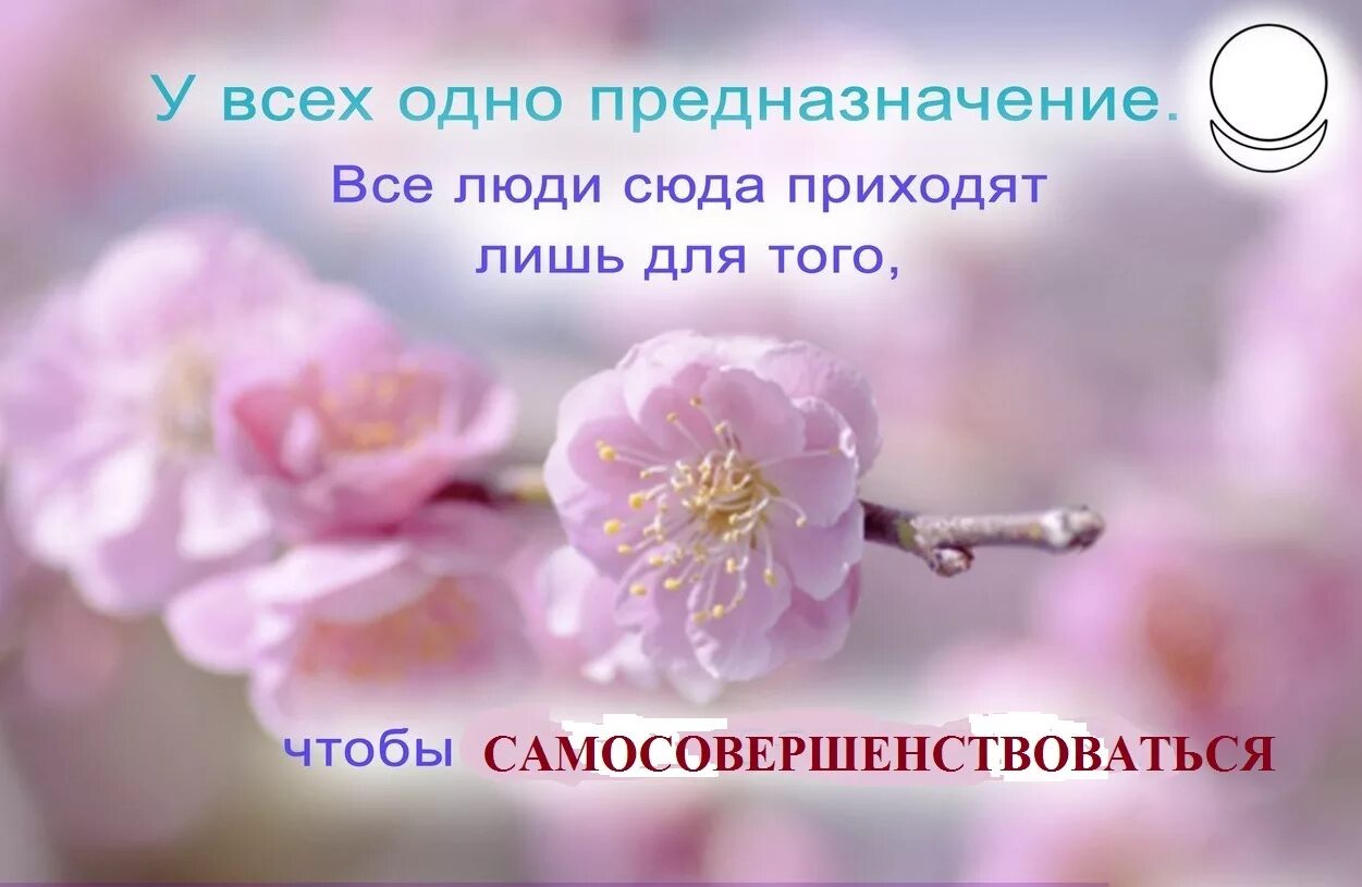 Предназначение смысл. Предназначение цитаты. афоризмы про призвание человека. фразы про предназначение. высказывания о призвании человека.