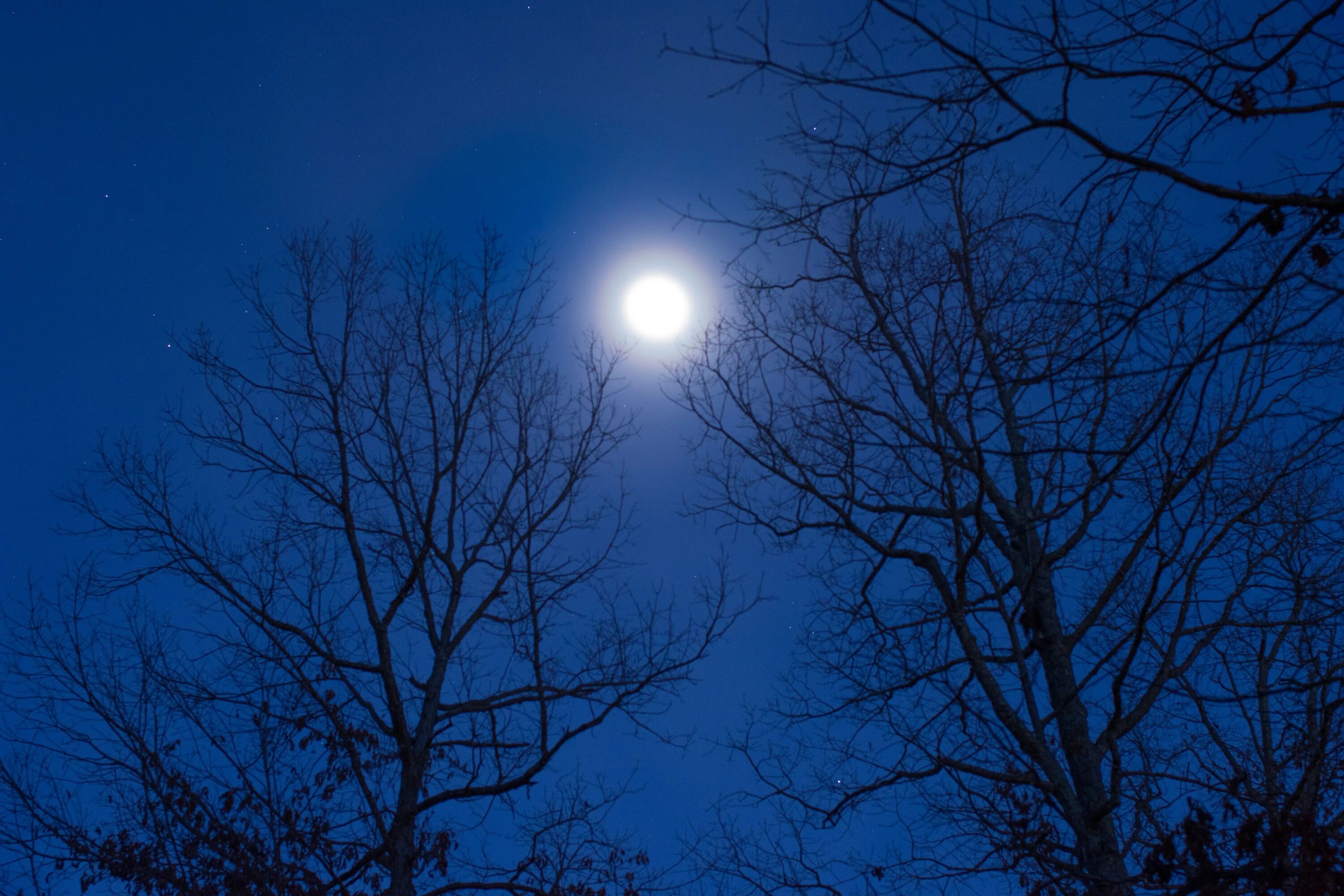 Свет восходящей луны. Весеннее полнолуние. Ночь Луна дерево. Звезды над деревьями. Луна весной.
