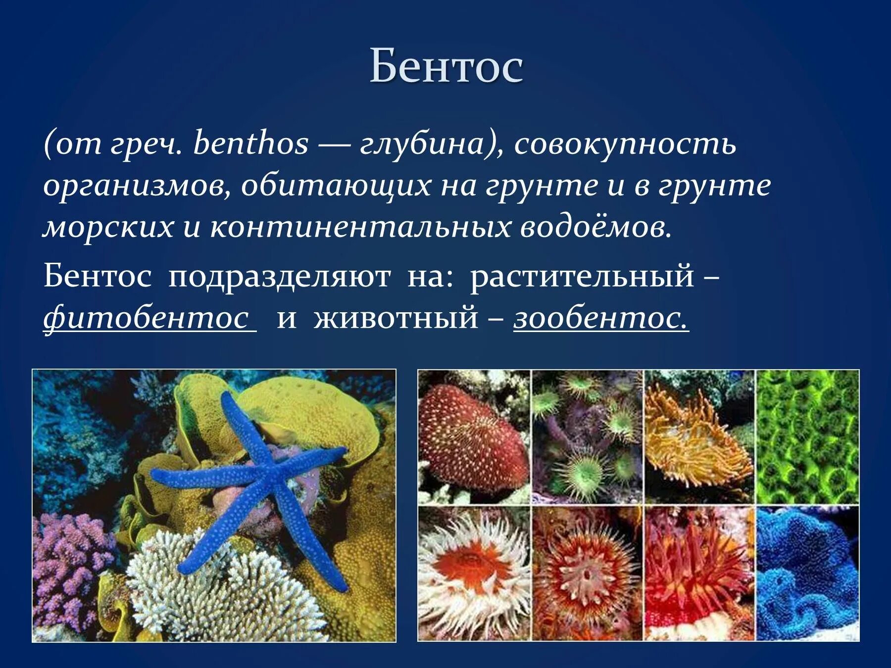 Приведите примеры живых организмов обитающих. Нектон и бентос. Бентос группа организмов. Представители бентоса. Гидробионты бентос.