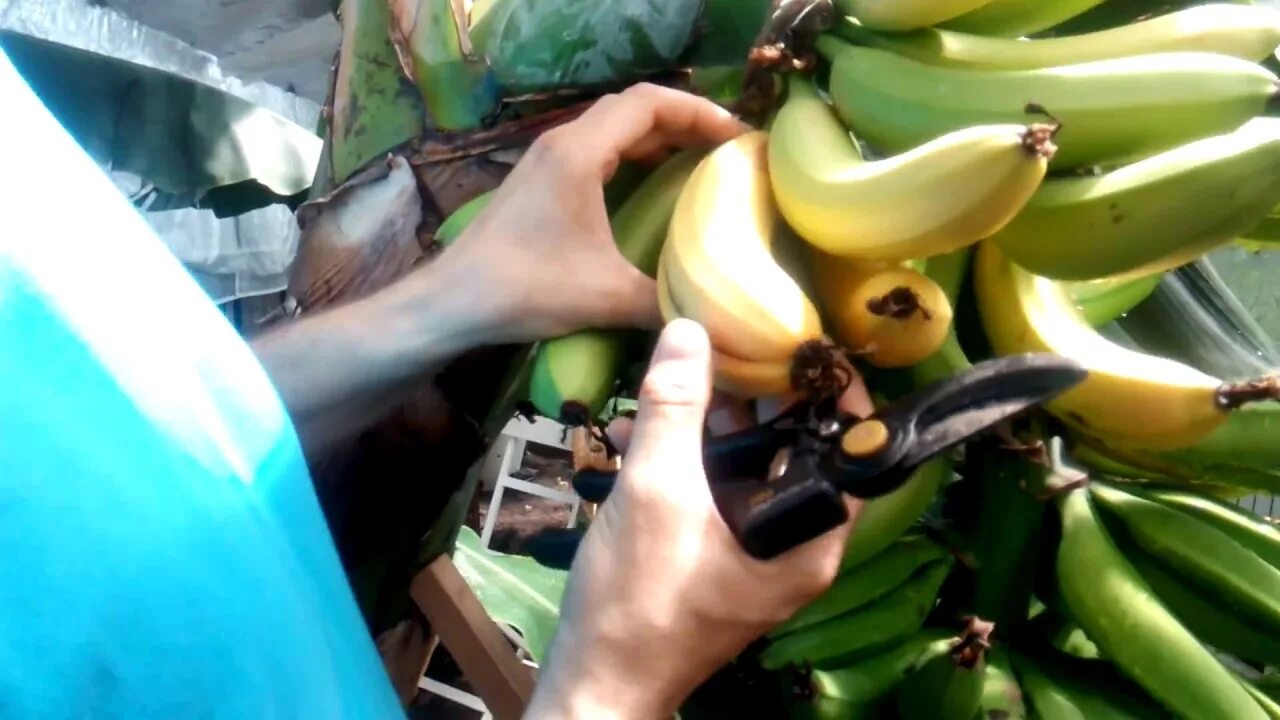 Банан домашний. Вырастить банан. Бананы в теплице. Банан в домашних условиях выращивание.