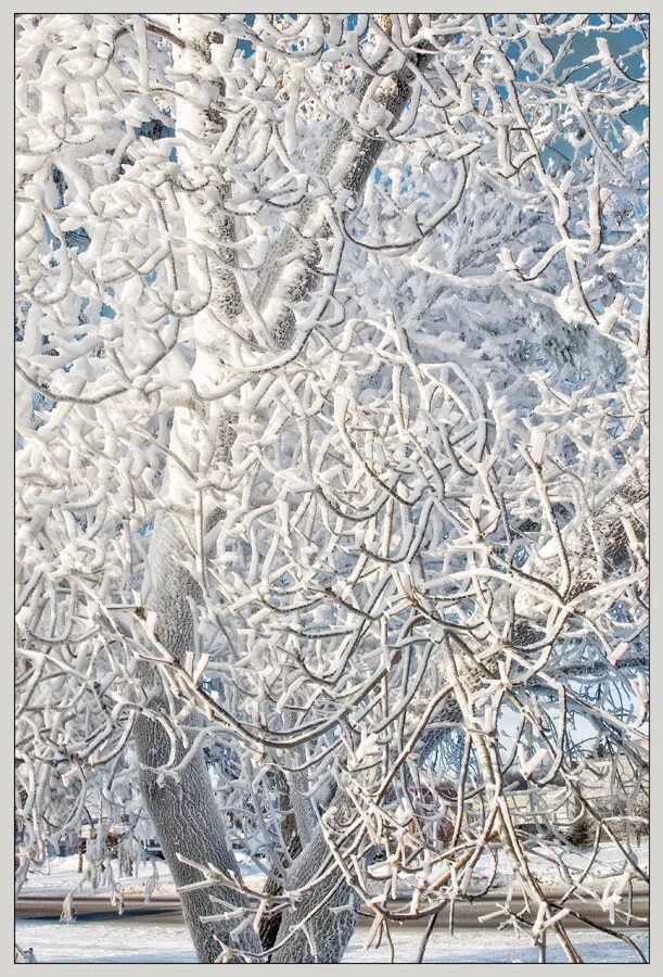 Картина зимние кружева. Зимние кружева картина. Картина зимние кружева. Картина зимние кружева. Картина зимние кружева.