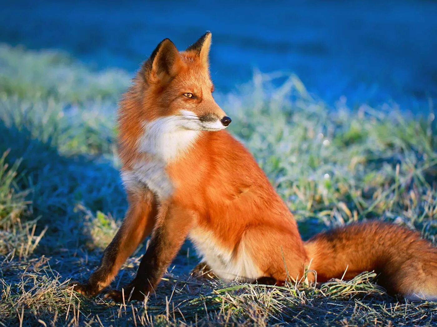Фокс лисы. Лиса с лисятами. Оранжевая лиса. Обыкновенная лисица (рыжая лисица). Красивые лисы.