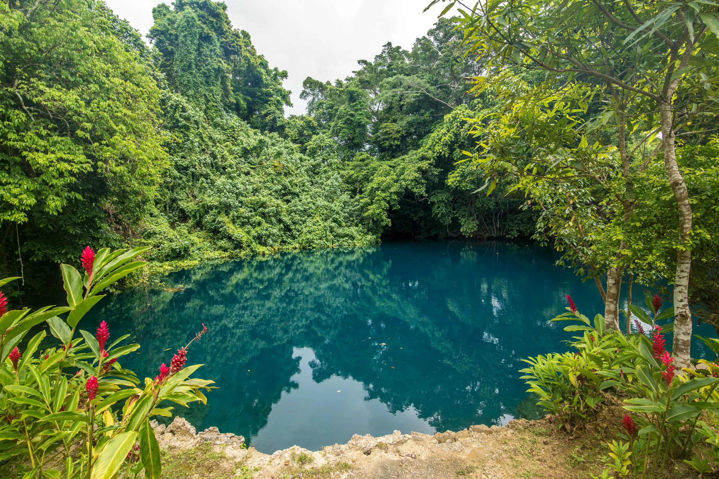 Озеро в тропическом лесу. Озеро в джунглях. Тропическая природа. Тропический водоем.