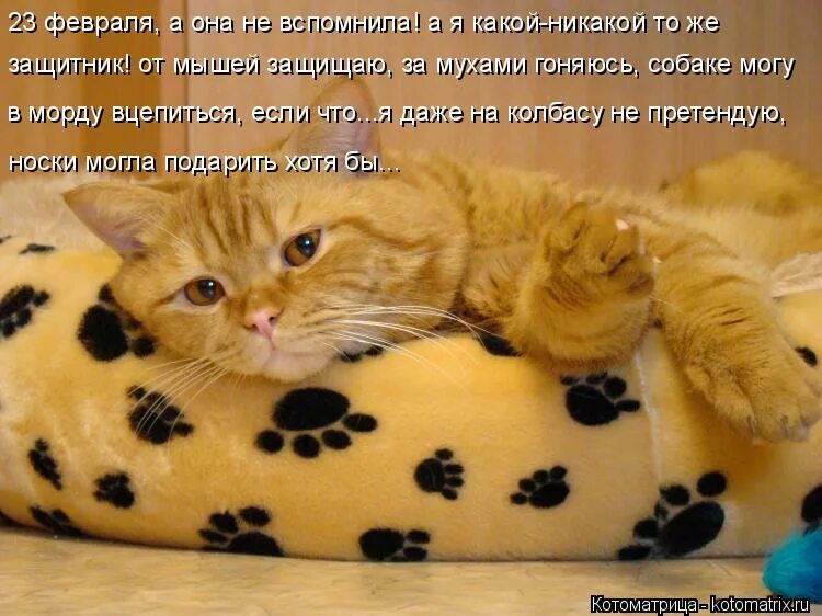 кот отдыхает. отдохни от забот. отдохни от забот. ленивец свободный от забот. отдохни от забот.