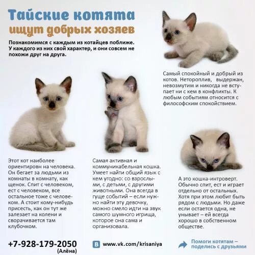 Содержание котенка. Характеристики котенка тайский сиамский. тайская кошка ред пойнт характер. котята тайской породы описание характера. тайские сиамские котята характер.