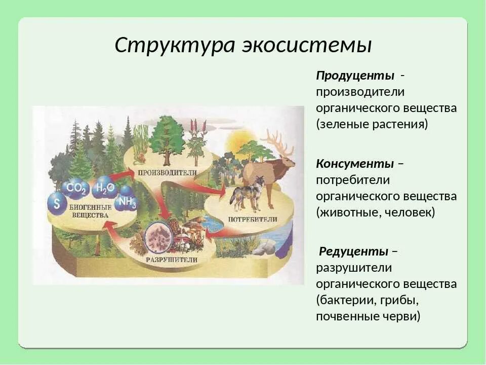 Экосистемы 11 класс биология конспект. Структура биогеоценоза и экосистемы. Структура естественной экосистемы. Структура экосистем таблица биология 11 класс. Какова экологическая структура экосистемы.