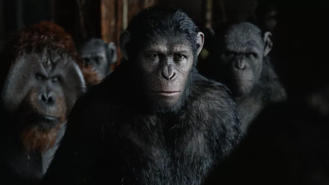 Часть обезьян 4. Планета обезьян: революция (2014). Планета обезьян революция.