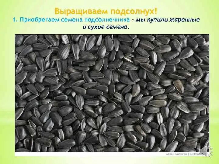 Сухие семена. 1 Мешок семян подсолнечника. Окрашенные семена подсолнечника. Подсолнечник условия выращивания.