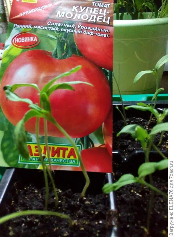 томат купец отзывы