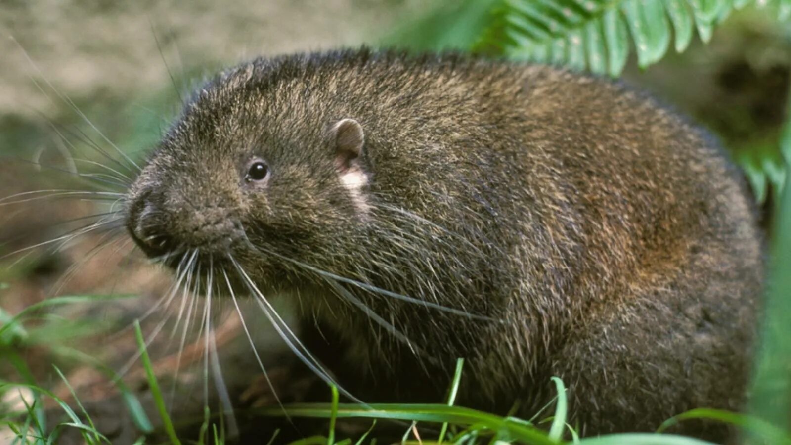 Крыса сканворд. Японский кроссворд крыса. Крыса сканворд. Водосвинка капибара южной америки. Крыса сканворд.