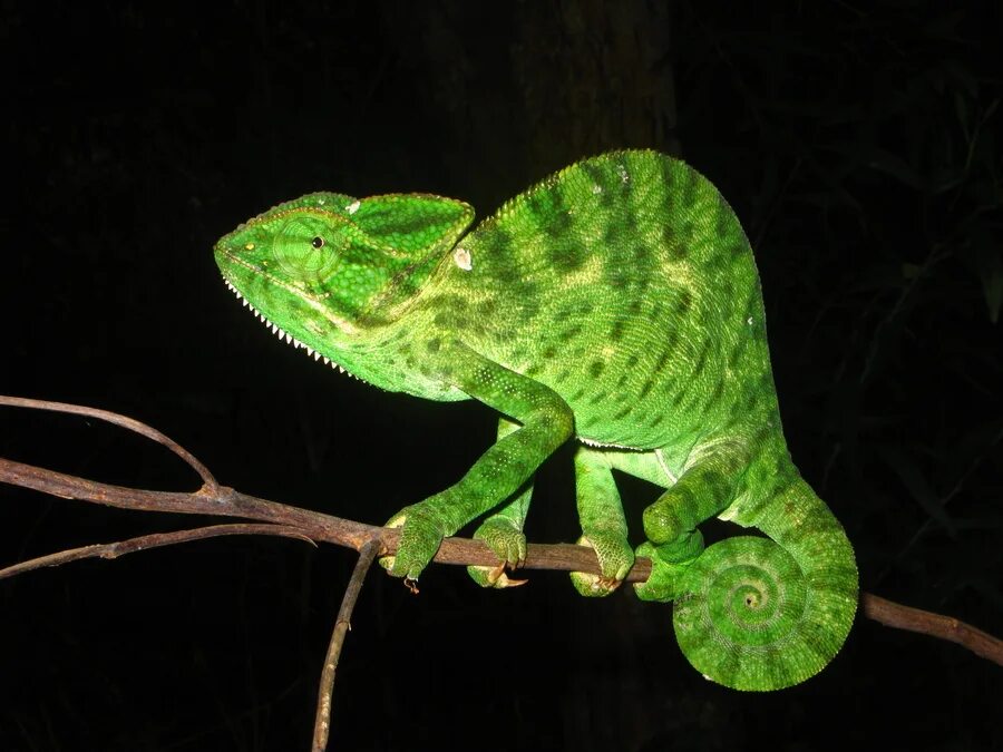 Хамелеон не срабатывает. Chamaeleo zeylanicus. chamaeleo gracilis. хамелеон африка. хамелеон вилси.