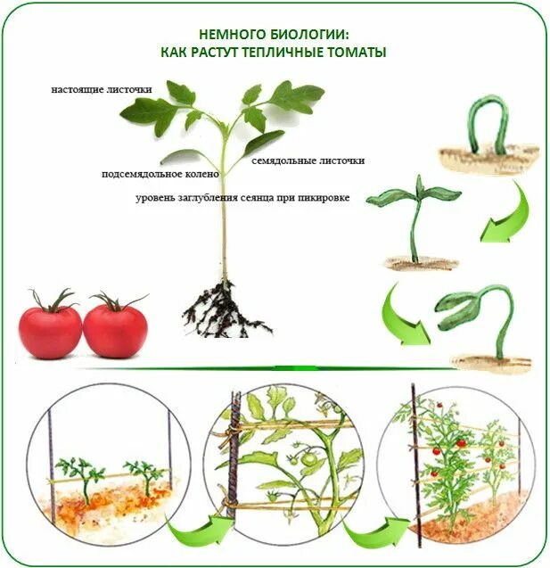 Схема рассады томатов. Высадка рассады томатов схема. Схема выращивания помидоров. Схема выращивания томатов в теплице. Схема посадки рассады для детей.