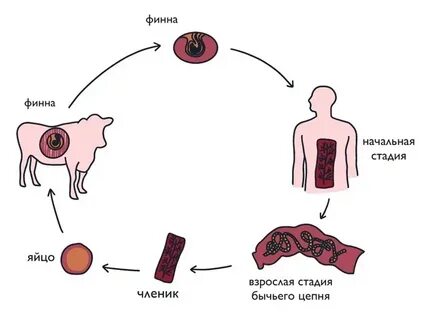 Основным хозяином цепней является