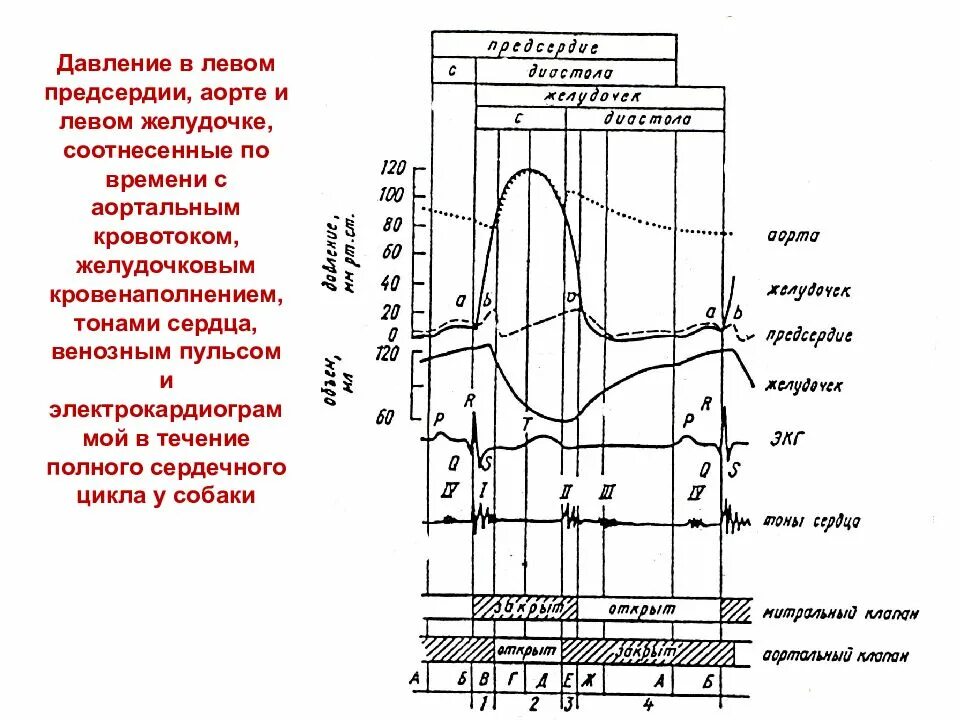 Давление в правом предсердии. Давление в левом желудочке и аорте. Изменение давления в левом желудочке сердца. Сердечный цикл график давления. Давление в левом предсердии.
