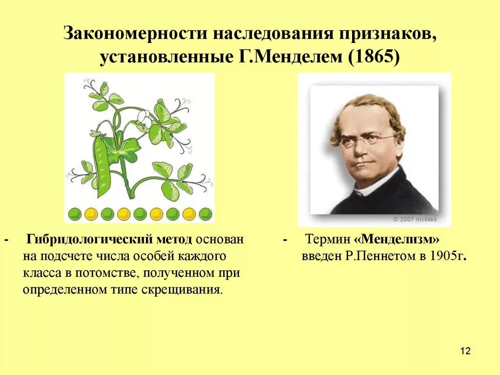 Основные наследования признаков. Закономерности наследования признаков Менделя. Мендель наследование признаков. Закономерности наследования признаков установленные Менделем. Гибридологический метод изучения исследования.