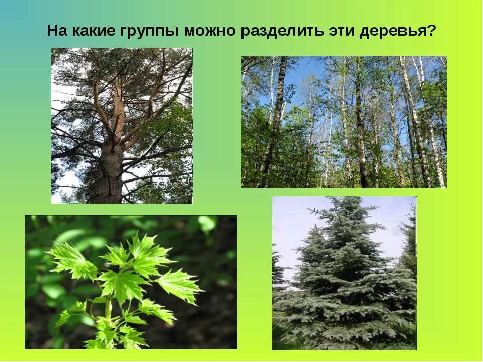 Природное сообщество леса. Жизнь леса рабочий лист 4 класс. Таблица по теме жизнь леса. Доклад про лес. Жизнь леса рабочий лист 4 класс.