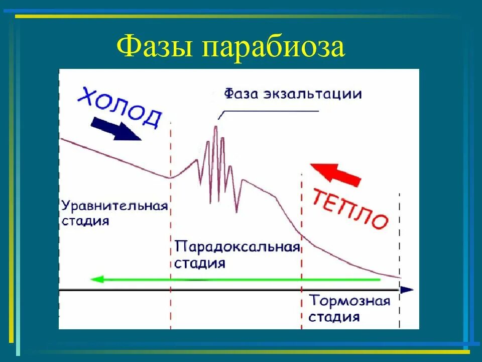 Фазы торможения. Фазы парабиоза физиология. парабиоз введенского физиология. парабиоз и его фазы н.е введенский. уравнительная фаза парабиоза.