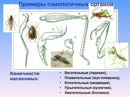 Аналогичные органы какие это органы