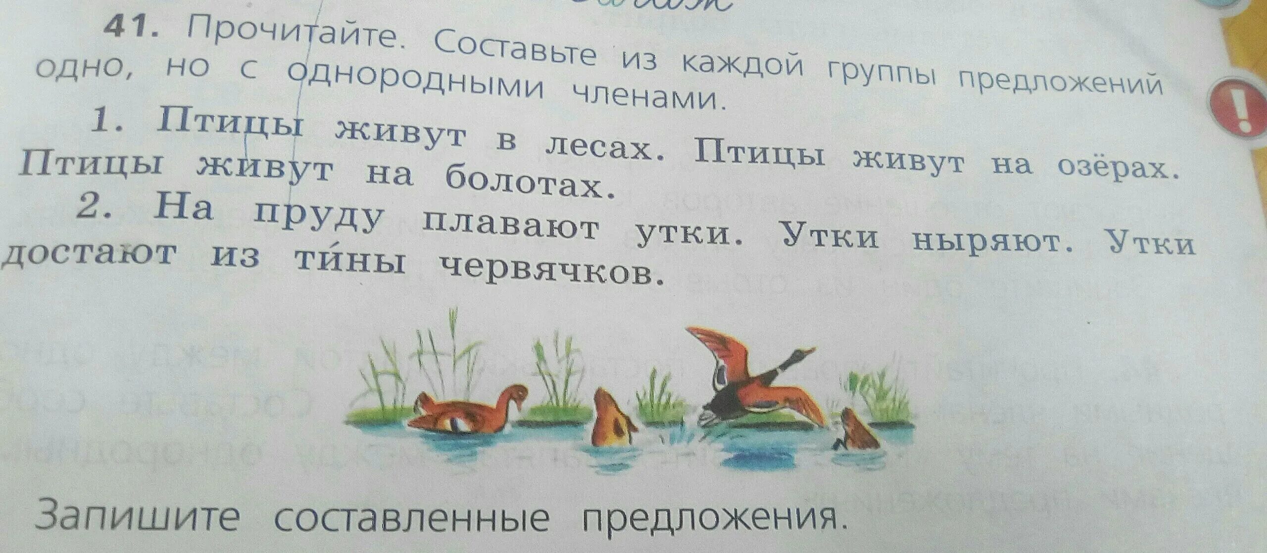 Предложение с уткой. Предложение про уток. Предложение утки плавают в пруду. Предложение про утку.