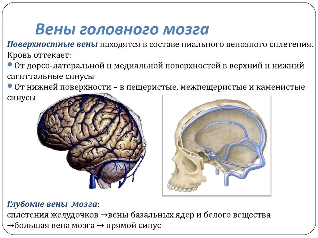 Отток крови от головного мозга. Венозный отток головного мозга. Поверхностные вены головного мозга. Вены и венозный отток от головного мозга.