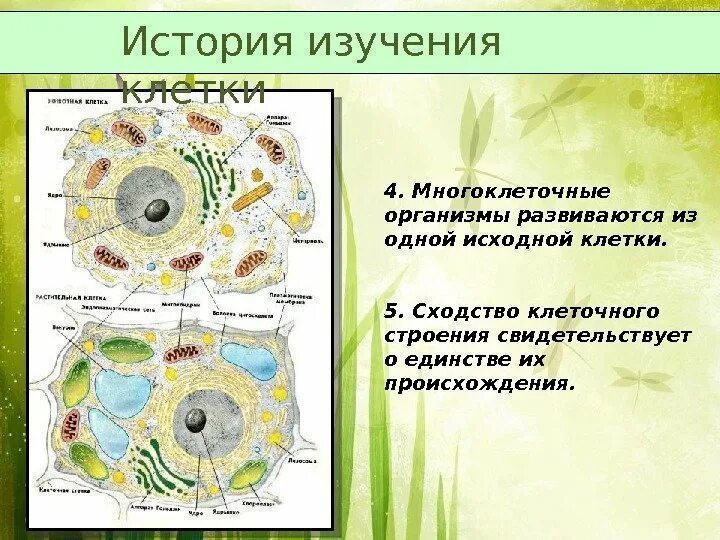 Назовите уровни организации многоклеточного организма