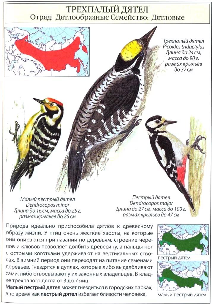 Сколько живут дятлы. Дятел описание птицы. Трехпалый дятел. Рассказ про дятла. Дятел краткое описание.