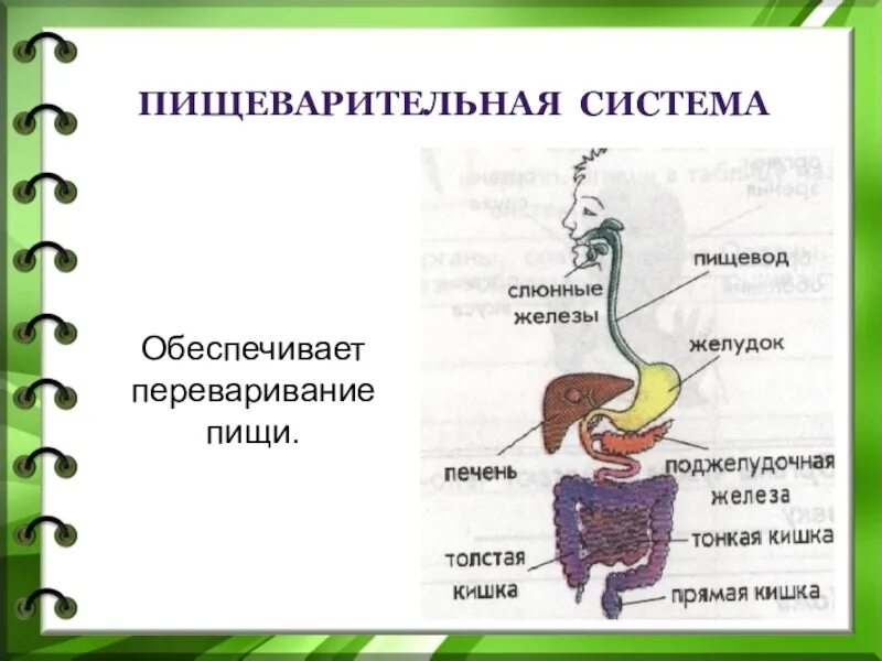 Система органов пищеварения 3 класс. Строение пищеварительной системы человека 3 класс окружающий мир. Пищеварительная система человека схема 3 класс окружающий мир. Схема пищеварительной системы 3 класс окружающий мир. Питание основные органы