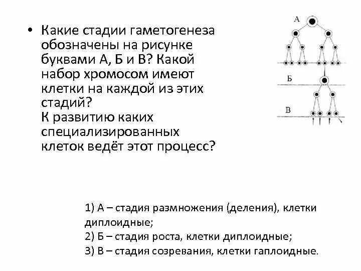 Какие стадии гаметогенеза