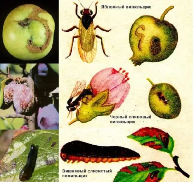 Черви слива. Сливовый пилильщик личинка. Сливовый плодовый пилильщик. Плодожорка и пилильщик. Яблоневый плодовый пилильщик.
