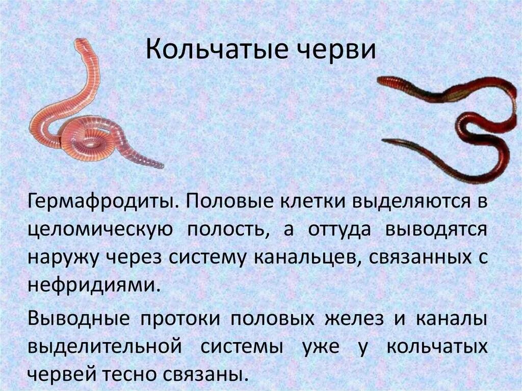 Размножение дождевого червя. Дождевой червь гермафродит или нет. Дождевые черви гермафродиты. Дождевые черви двуполые. Половая система органов у кольчатых червей.