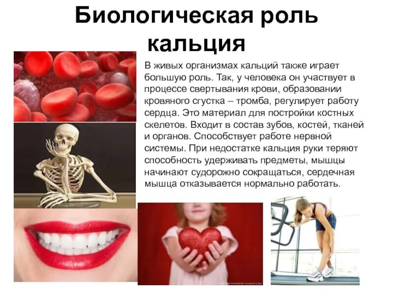 В каких процессах участвует кальций. Кальций в организме человека. роль кальция в организме. функции кальция в организме человека. биологическая роль кальция в организме.