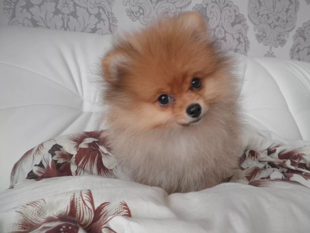 Померанский шпиц рыжий щенок. Рыжий шпиц девочка. Шпиц померанец рыжий. Рыженький шпиц девочка. Шпиц померанский карликовый рыжий.