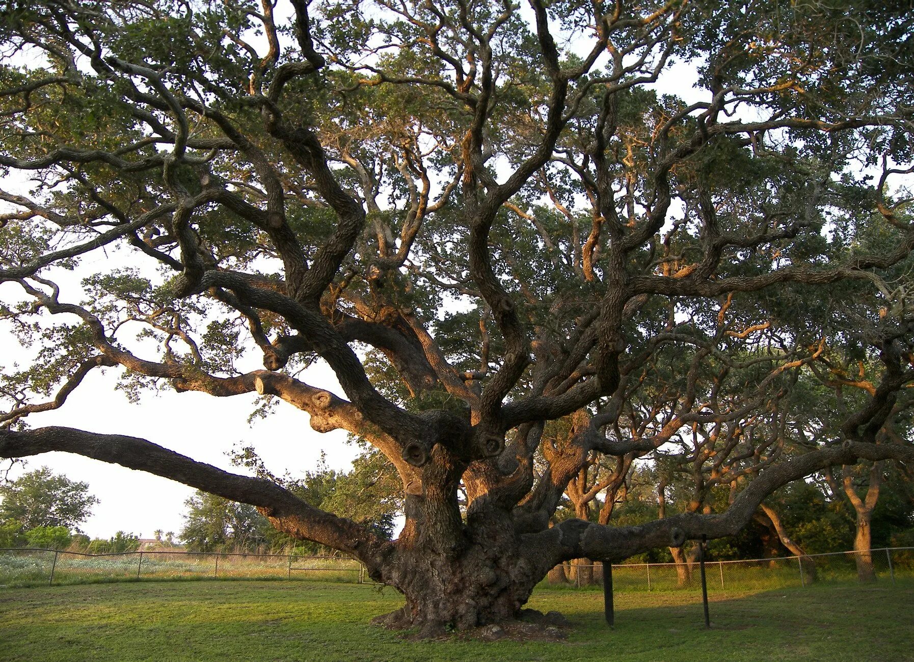Большой дуб. Амхалабраха дерево. ЛИМУЗЕНСКИЙ дуб. Дуб Джурупа. Дерево Гуакари.