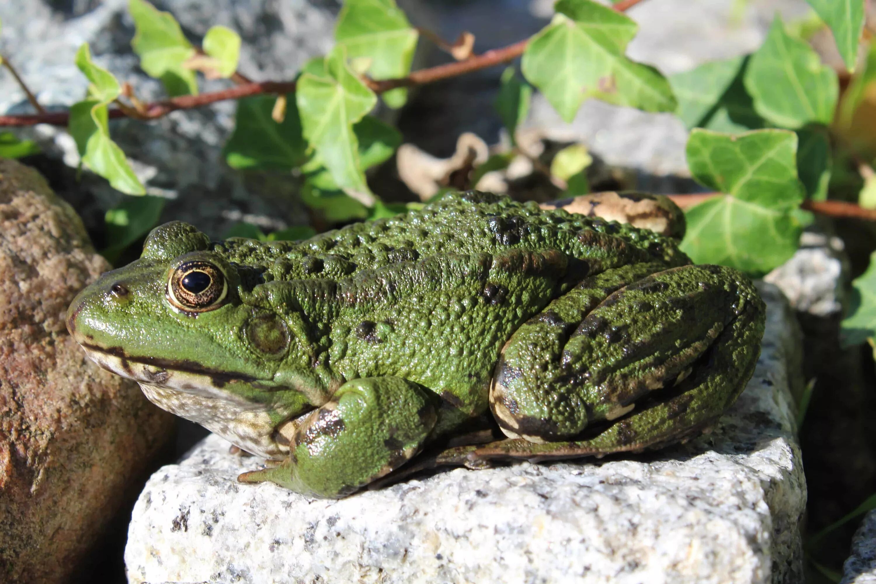 Лягушка прудовая пресмыкающееся. Гвианская водяная жаба. Лягушка Курбака Курбака. Зеленая жаба. Зелёная жаба Жабы.