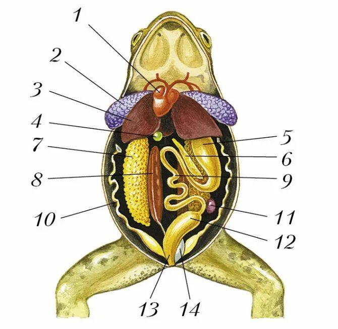 Тело земноводных состоит из. Внутреннее строение лягушки 7 класс. Внутреннее строение лягушки 8 класс. Внутреннее строение лягушки 7 класс биология. Строение самки лягушки.